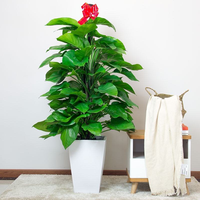 植物批发