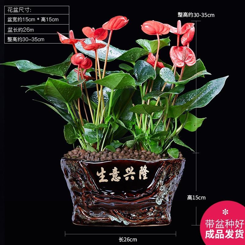 植物批发