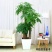 植物批发