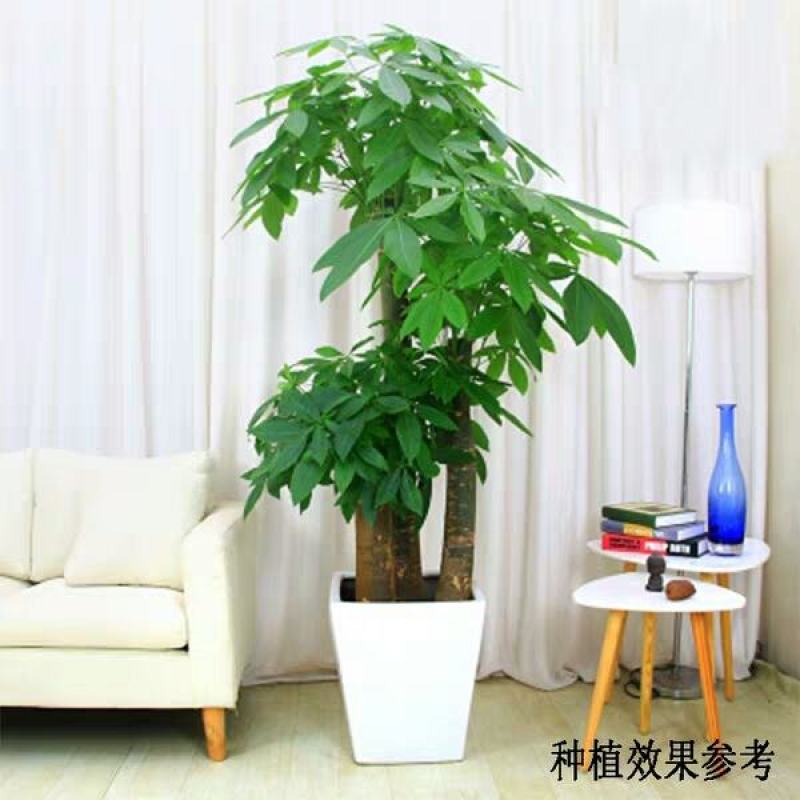 植物批发