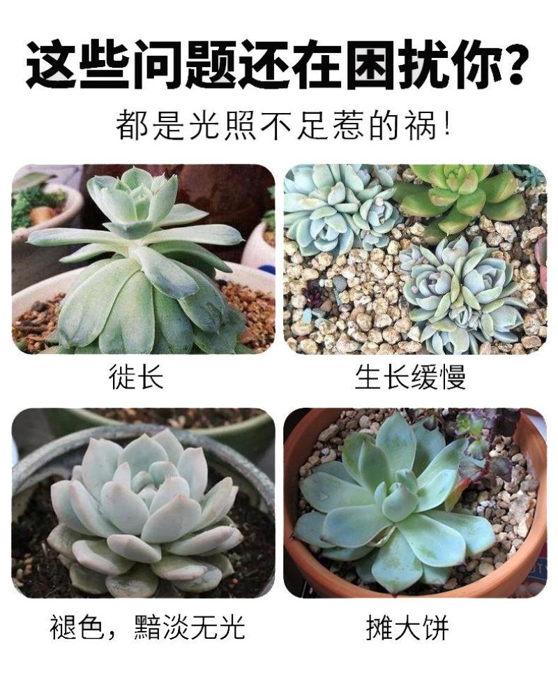 50W/100W全光谱植物生长灯全光谱育苗补光灯植物灯