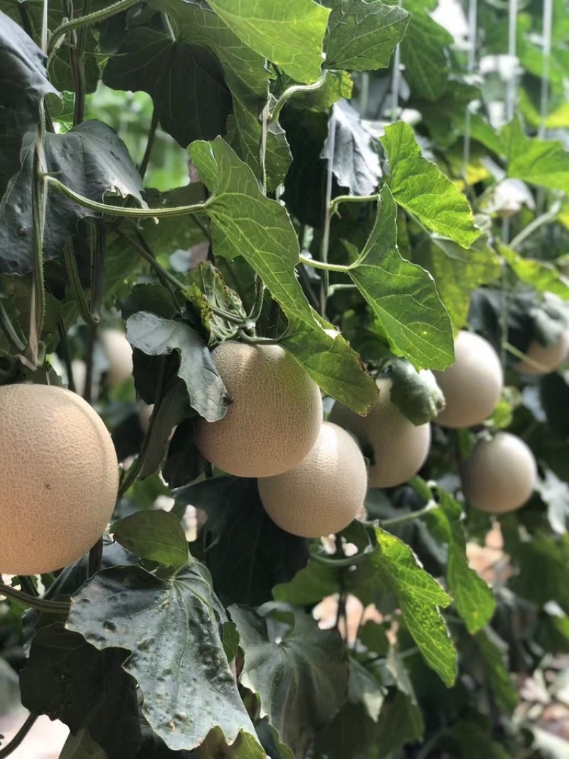 烟台海阳网纹瓜哈密瓜玫珑瓜专业一件代发