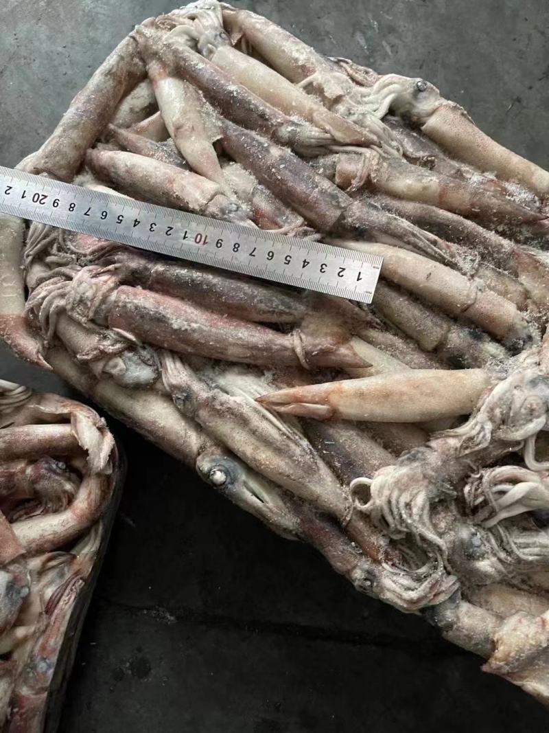 40-60克小鱿鱼，真鱿船冻，过磅。整柜走