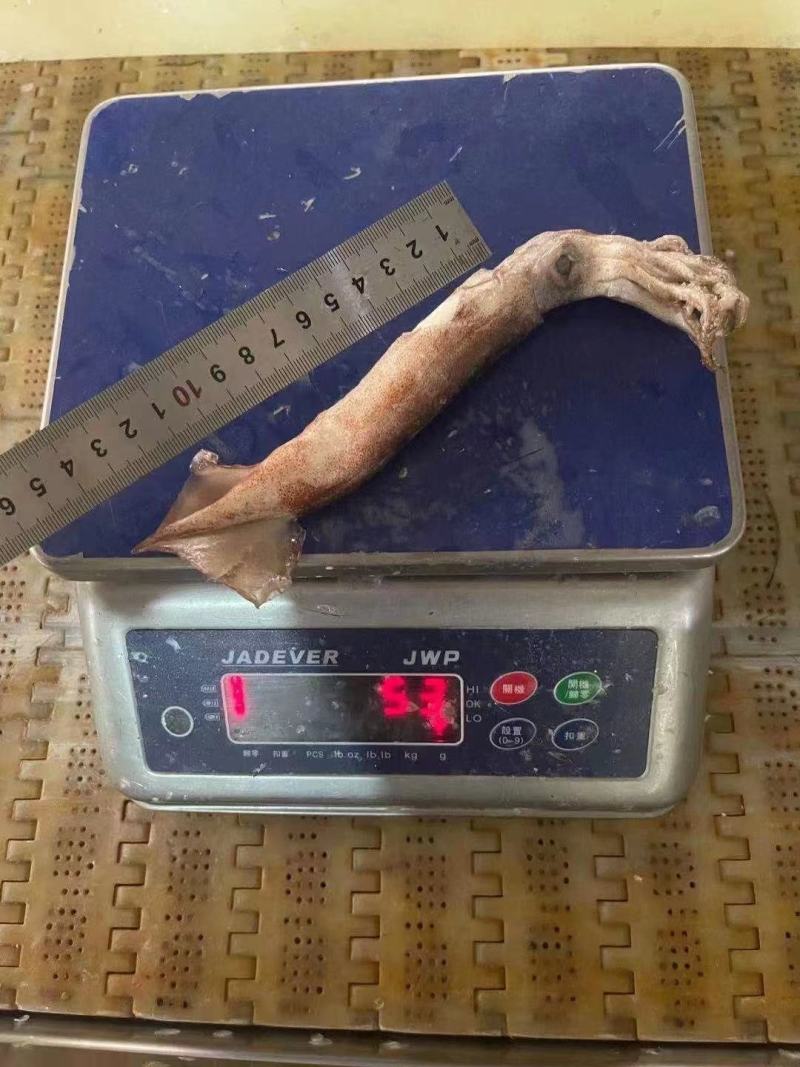 40-60克小鱿鱼，真鱿船冻，过磅。整柜走