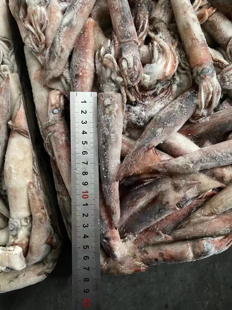 40-60克小鱿鱼，真鱿船冻，过磅。整柜走