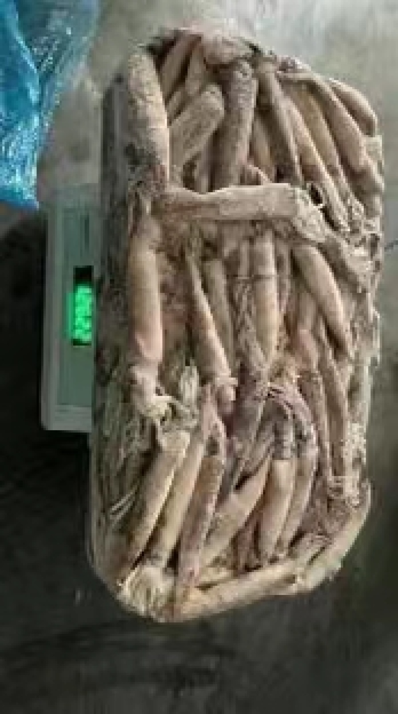 40-60克小鱿鱼，真鱿船冻，过磅。整柜走
