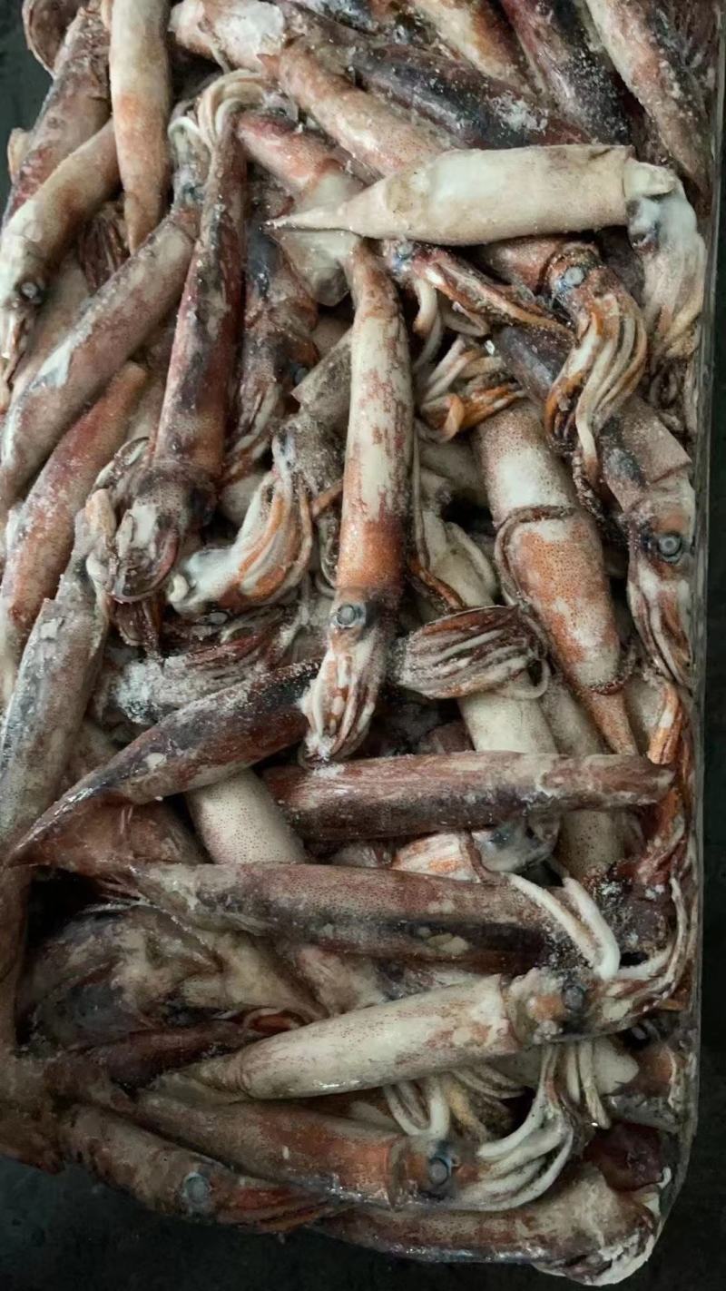 40-60克小鱿鱼，真鱿船冻，过磅。整柜走