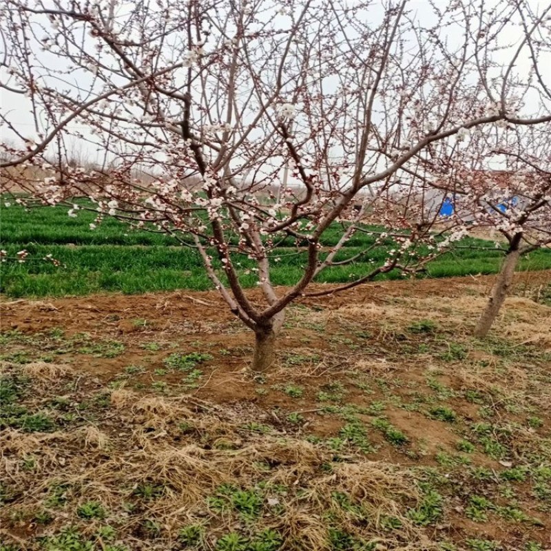 山杏，精品山杏树绿化用苗，大小规格山杏树，青藤农业