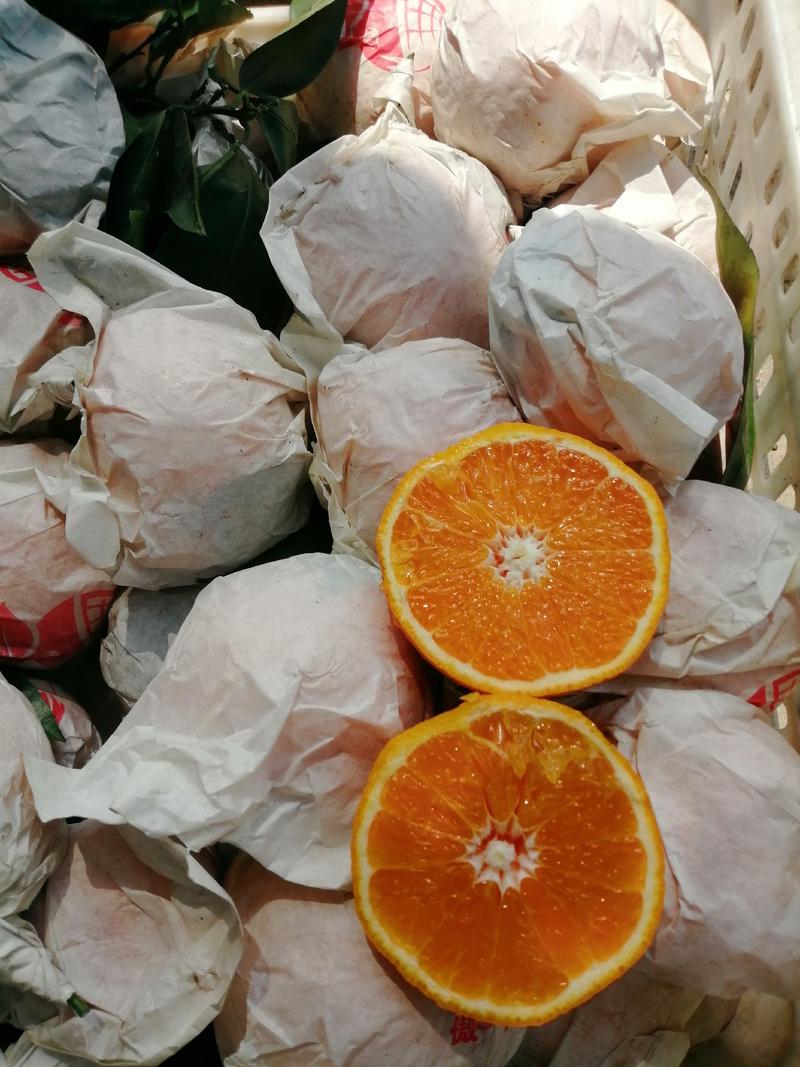 套袋青见柑桔，货源充足，鲜果上市果子漂亮