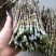 浙江产地铁皮石斛鲜条5.6号这几天开剪，需要的赶紧哦！