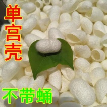 蚕茧中药材蚕蛹壳蚕衣茧黄蚕茧壳不带蚕