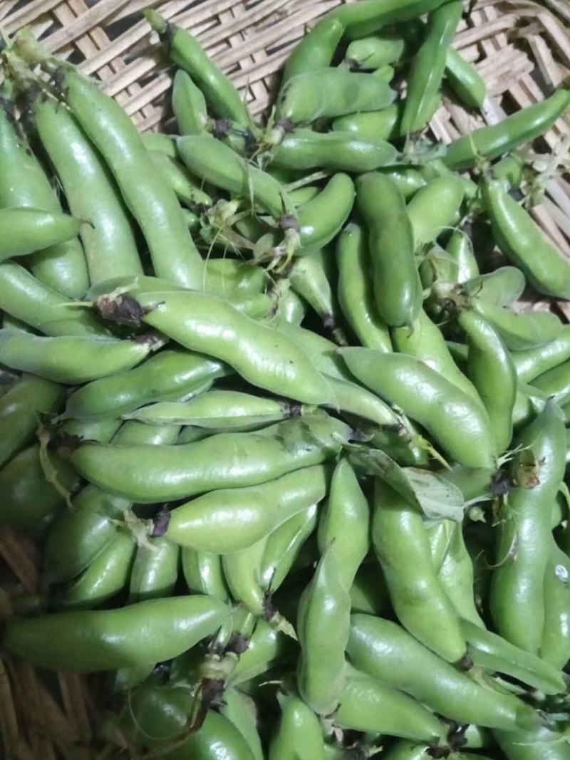 胡豆《蚕豆》，颜色清秀漂亮，颗粒饱满，一手货源全国发货