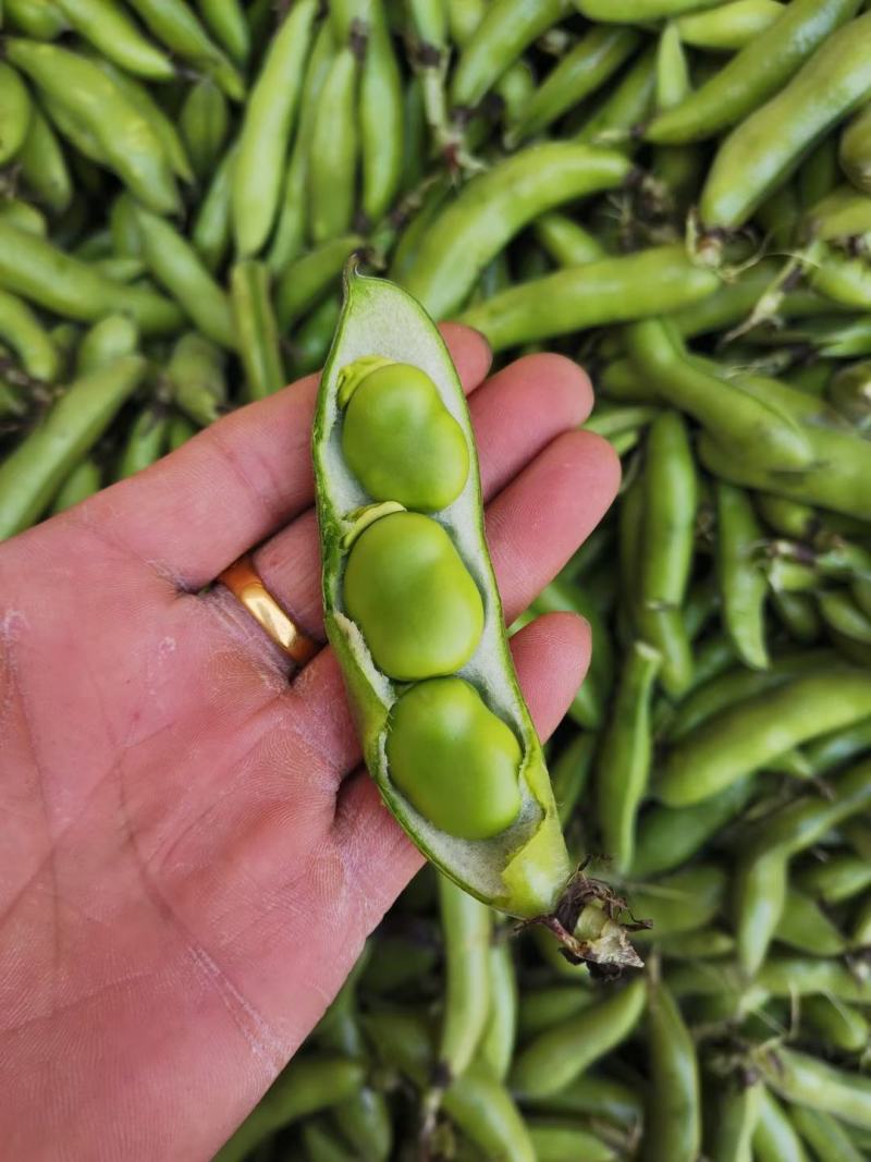 胡豆《蚕豆》，颜色清秀漂亮，颗粒饱满，一手货源全国发货