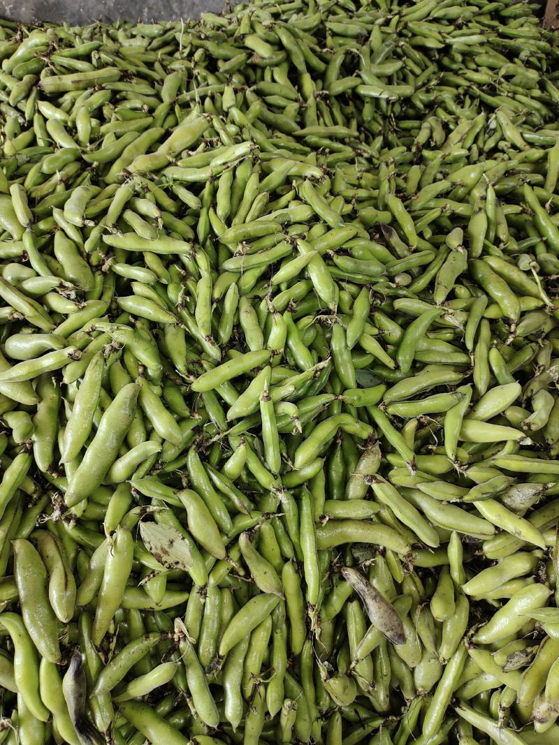 胡豆《蚕豆》，颜色清秀漂亮，颗粒饱满，一手货源全国发货