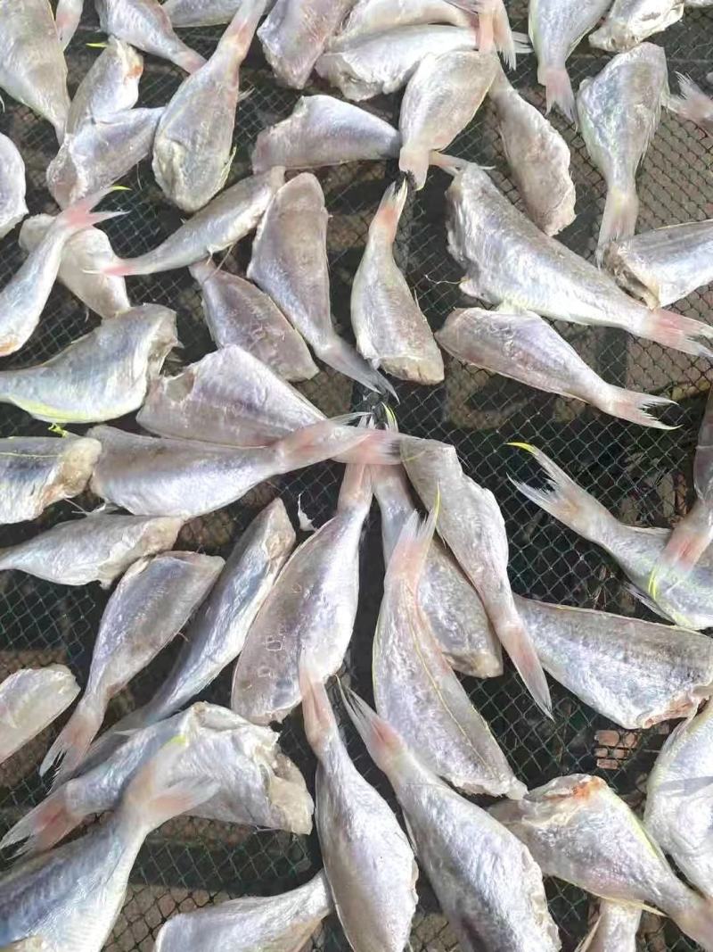红三鱼正宗北海鱼干，一手货源，价格美丽。