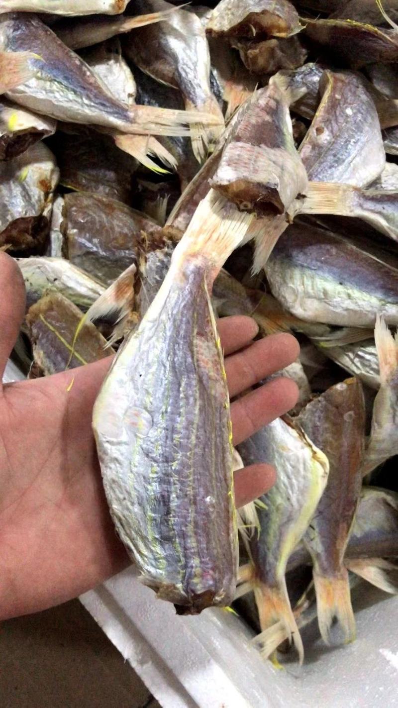 红三鱼正宗北海鱼干，一手货源，价格美丽。