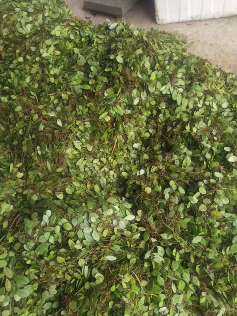抱石莲