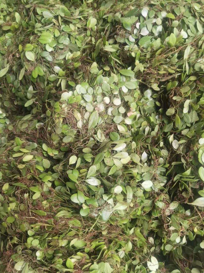 抱石莲