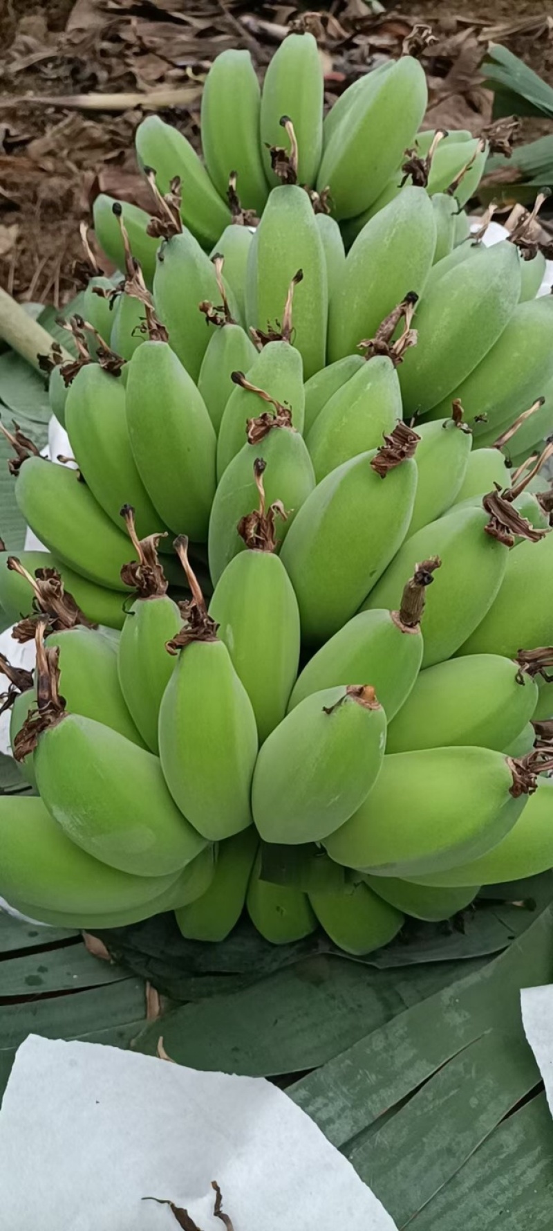 精品苹果蕉