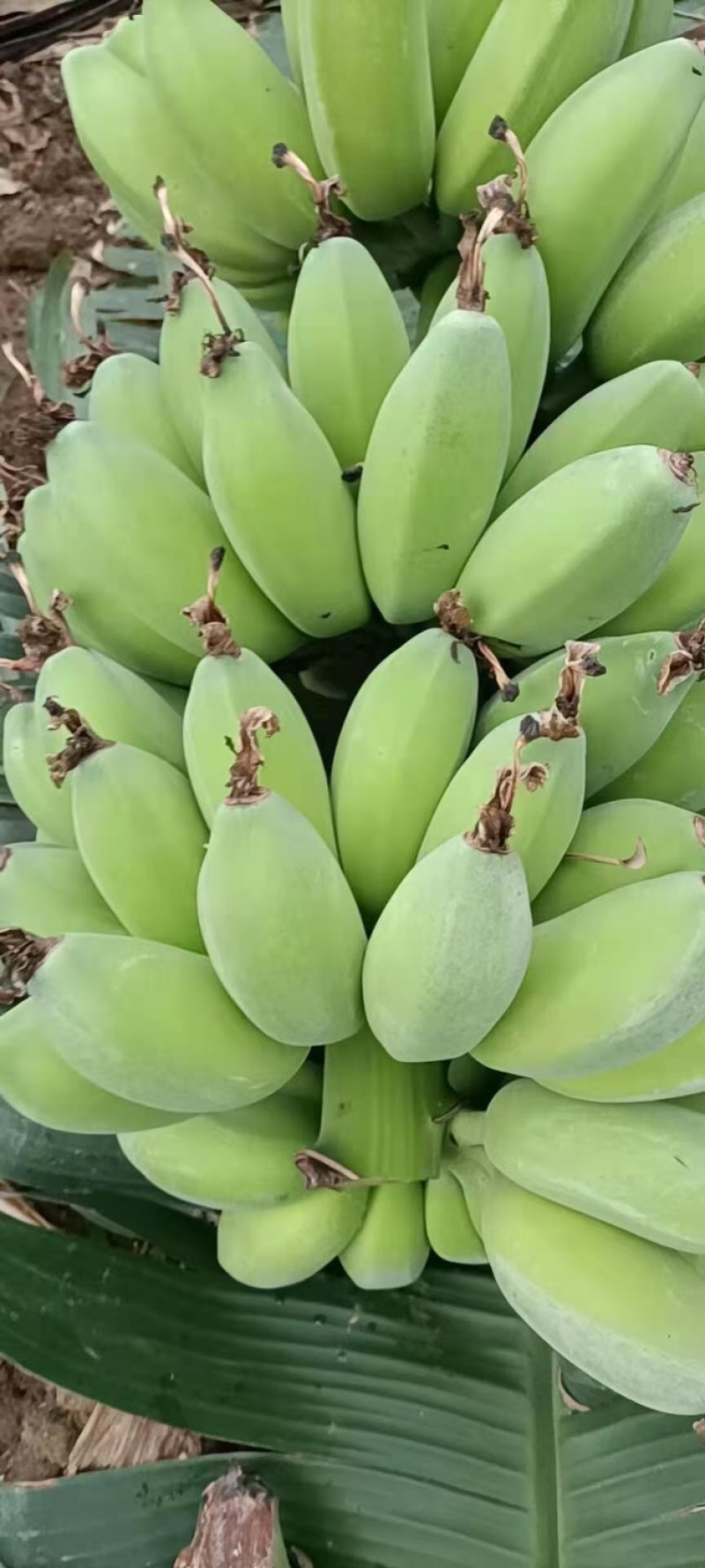 精品苹果蕉