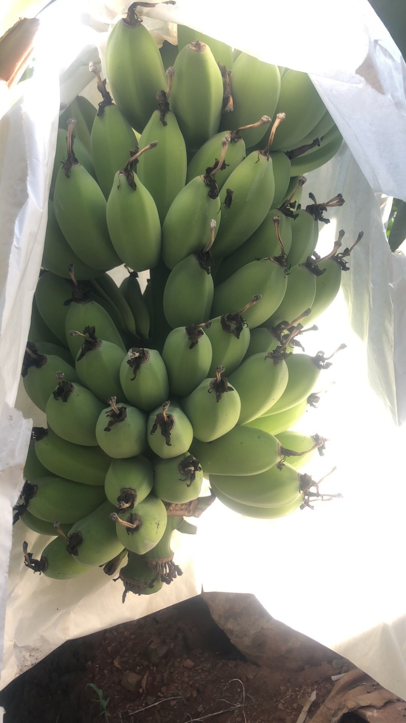 精品苹果蕉
