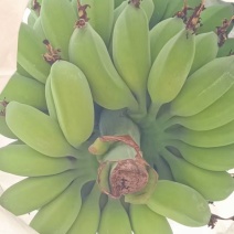 精品苹果蕉
