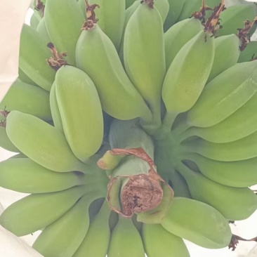 精品苹果蕉