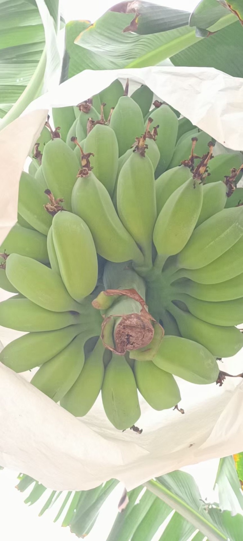 精品苹果蕉
