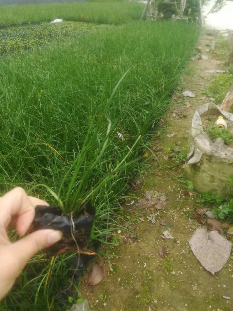 葱兰福建漳州市供应绿化庭院设计，葱兰，产地直销价大小规格