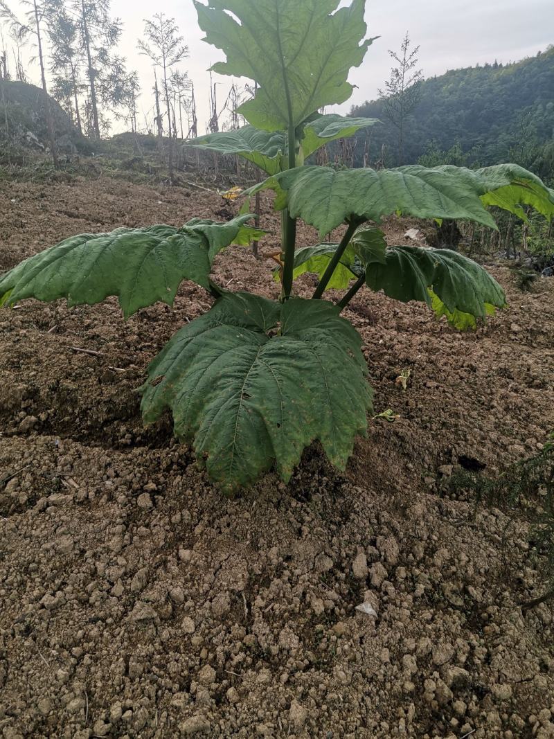大黄苗、马蹄大黄苗、药用大黄苗、掌叶大黄苗