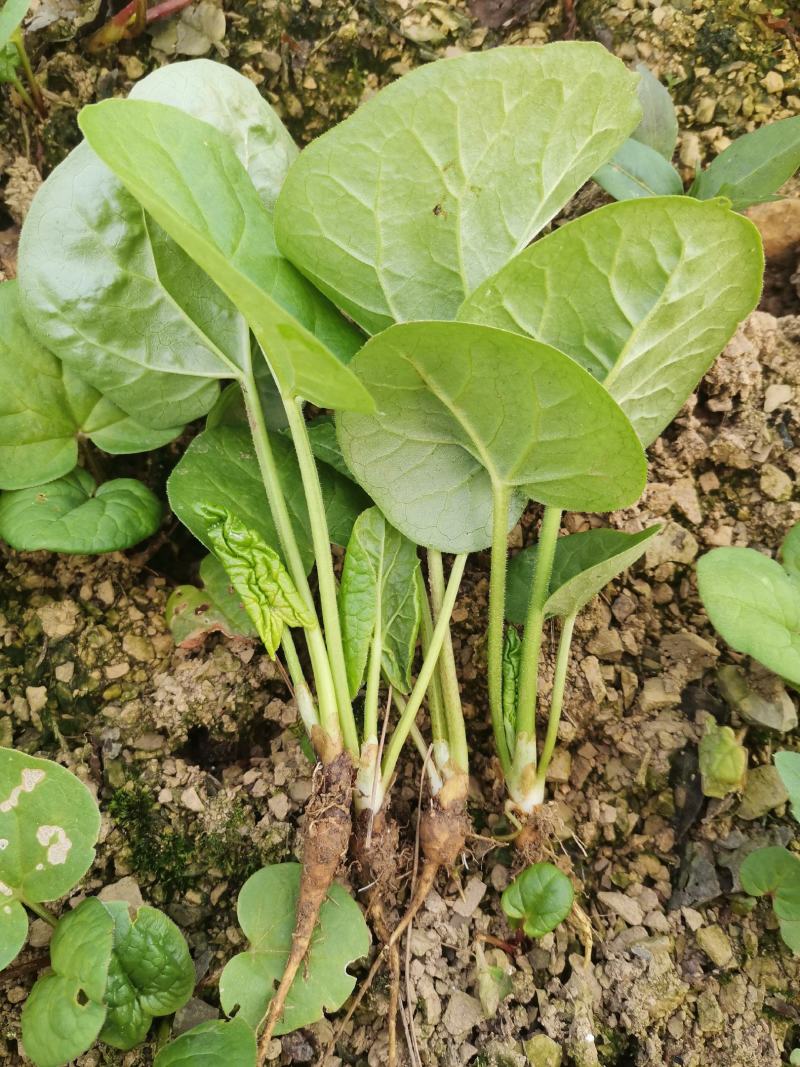 大黄苗、马蹄大黄苗、药用大黄苗、掌叶大黄苗