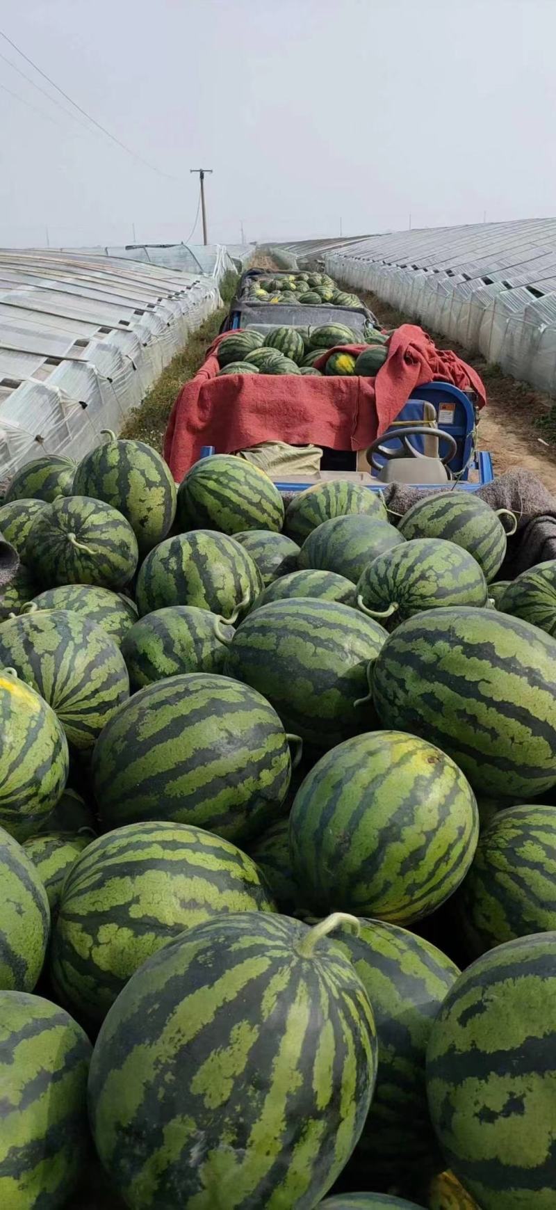 甘肃美都白银美都西瓜产地批发直销一手货源包熟包甜