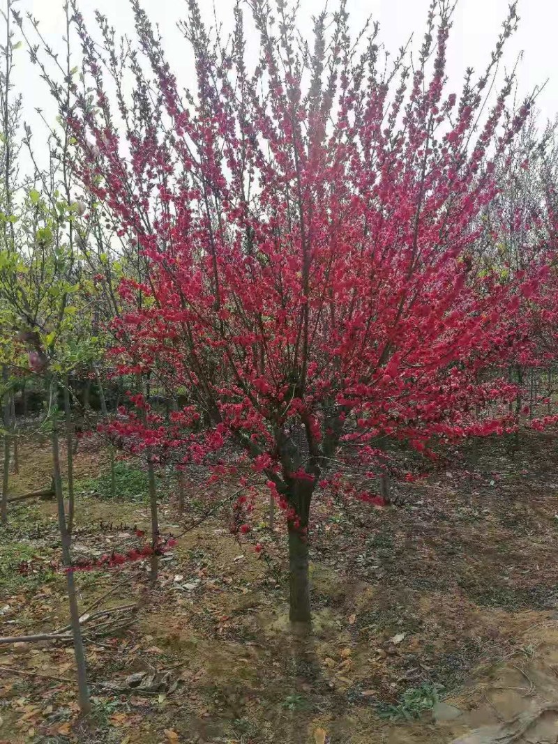 红叶碧桃，工程绿化苗红叶碧桃树，红花碧桃园林直营
