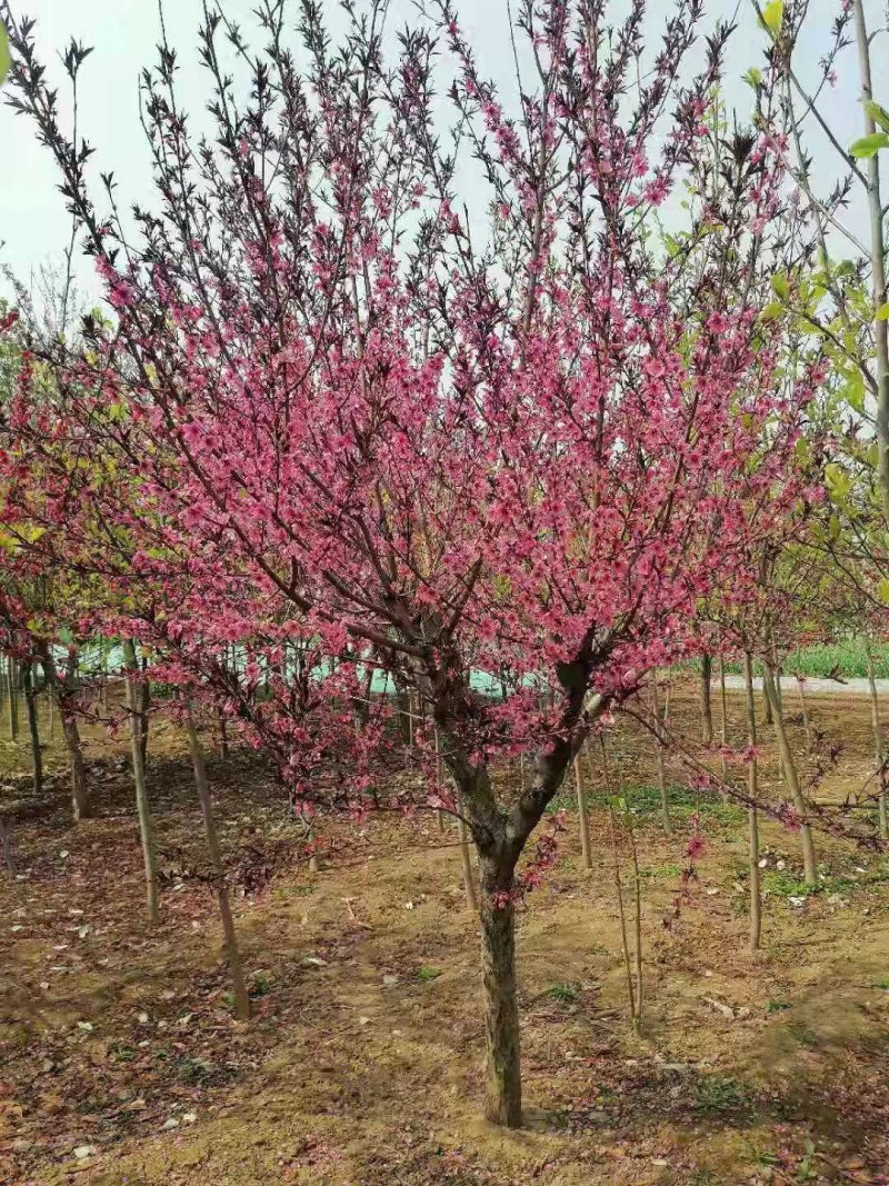 红叶碧桃，工程绿化苗红叶碧桃树，红花碧桃园林直营
