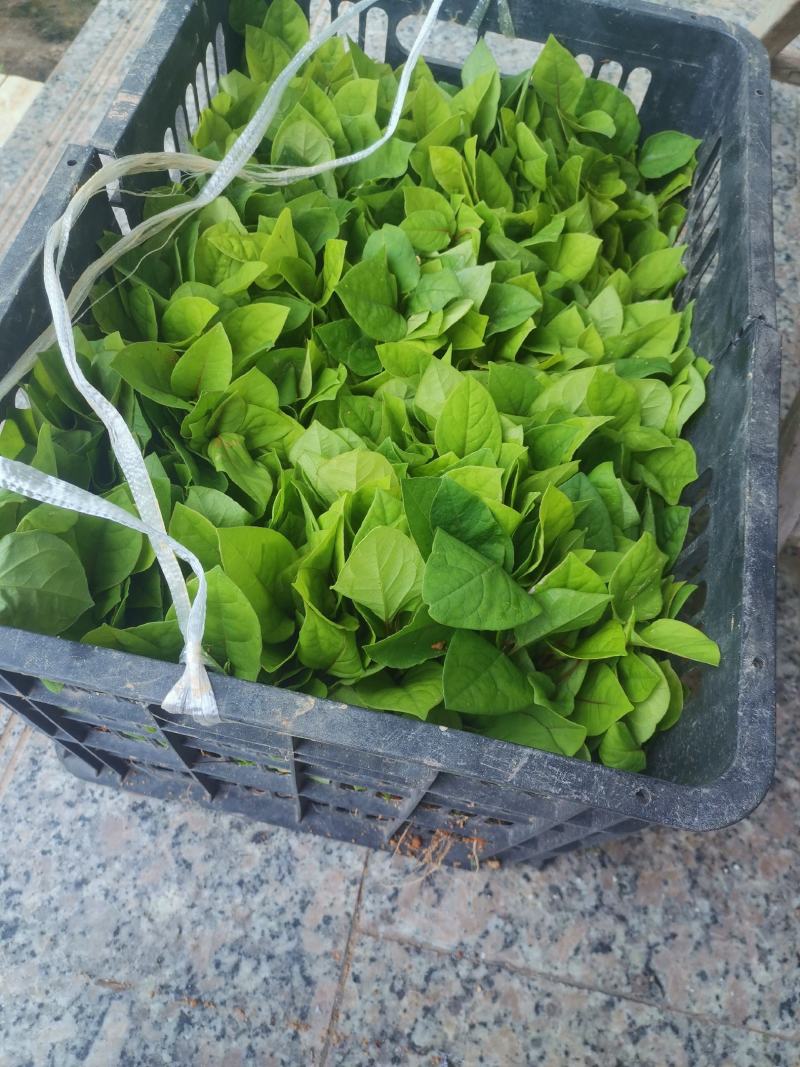 虎杖苗，自家育苗基地，提供种植技术，保证成活率。