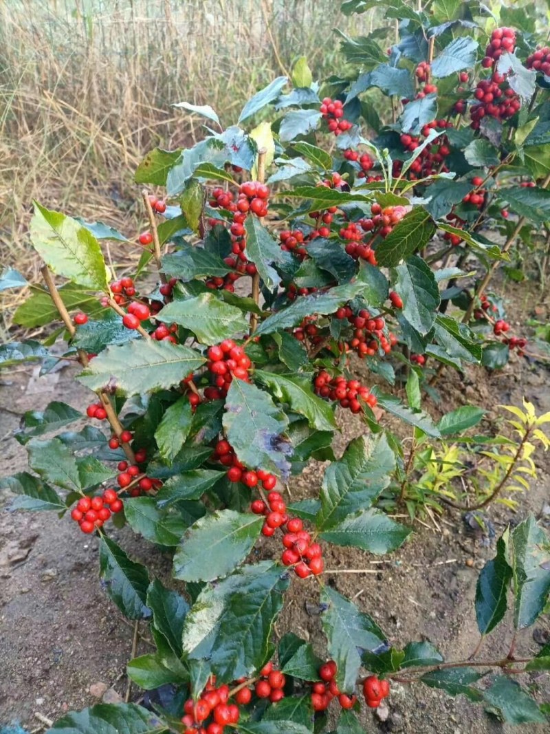 北美冬青，北美冬青切枝，大小规格北美冬青