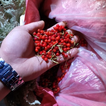 草珊瑚种子，自家种植基地，保证出芽率。