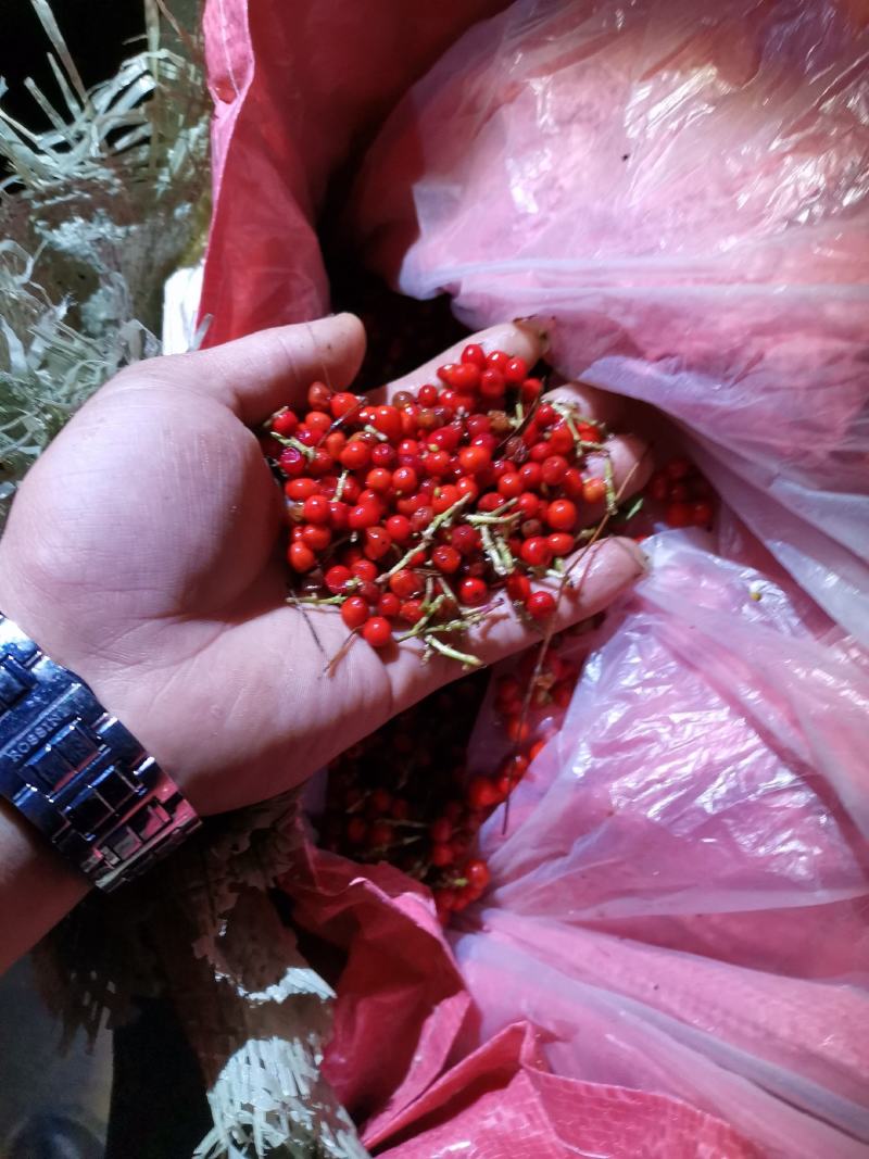 草珊瑚种子，自家种植基地，保证出芽率。