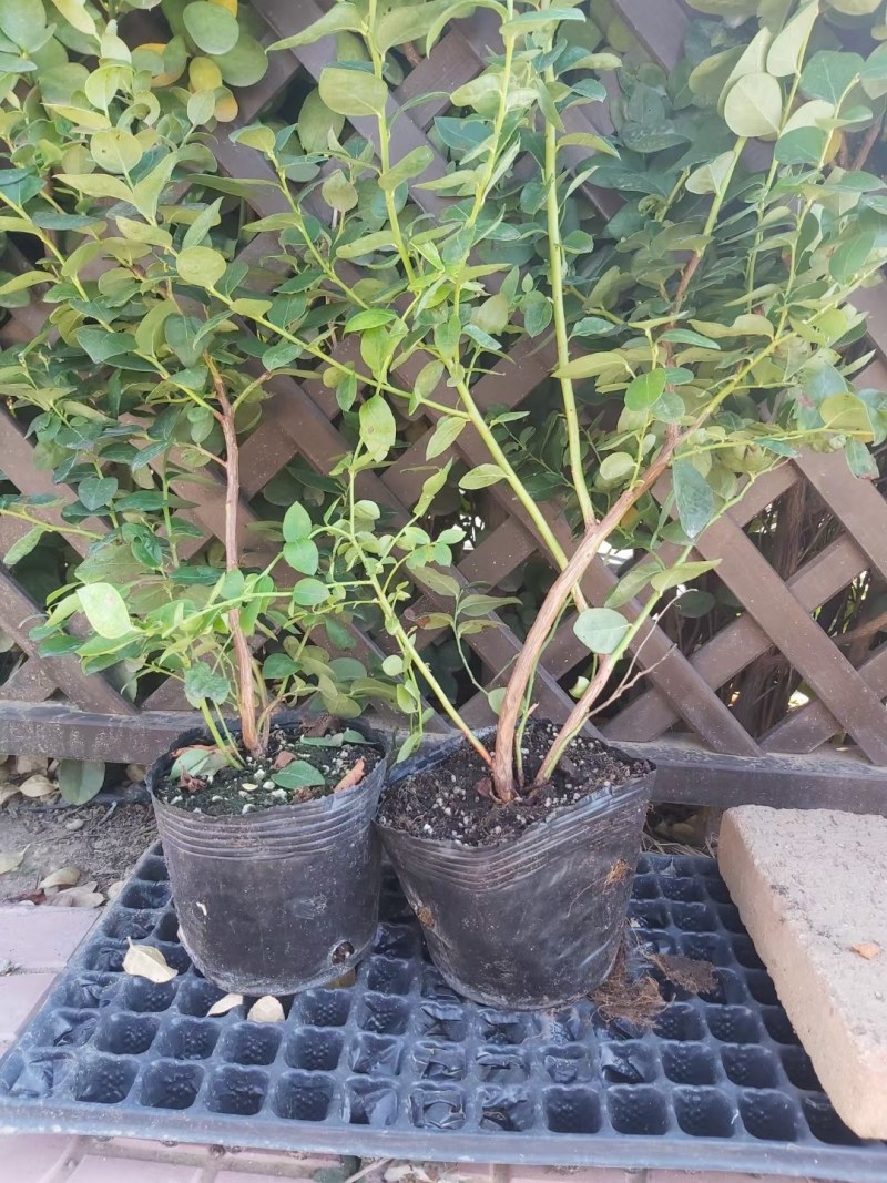 蓝莓苗，多分支蓝莓苗，蓝莓杯苗地苗大量批发