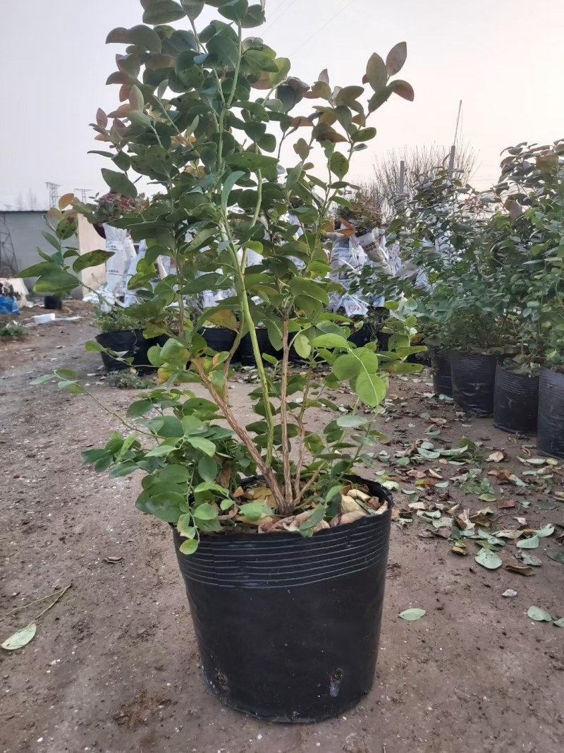 蓝莓苗，多分支蓝莓苗，蓝莓杯苗地苗大量批发