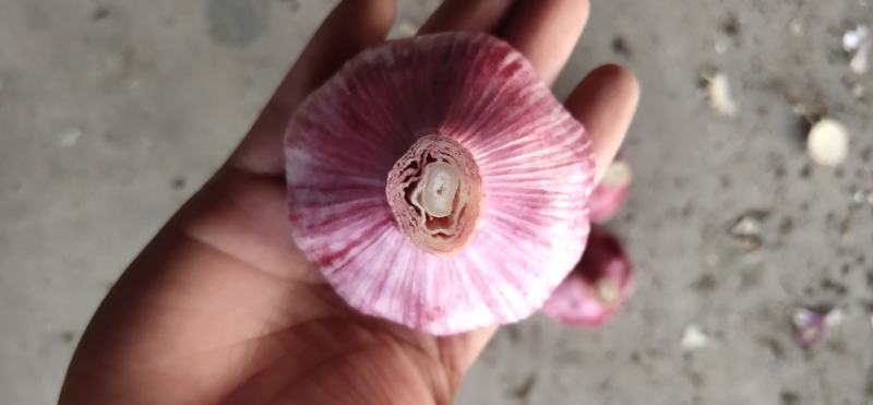 紫红皮大蒜，鲜大蒜把子农户交易无中间差价！大量供货！