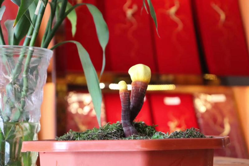 灵芝木椴，灵芝种植体验，灵芝观赏种植，来吧，自己种灵芝！