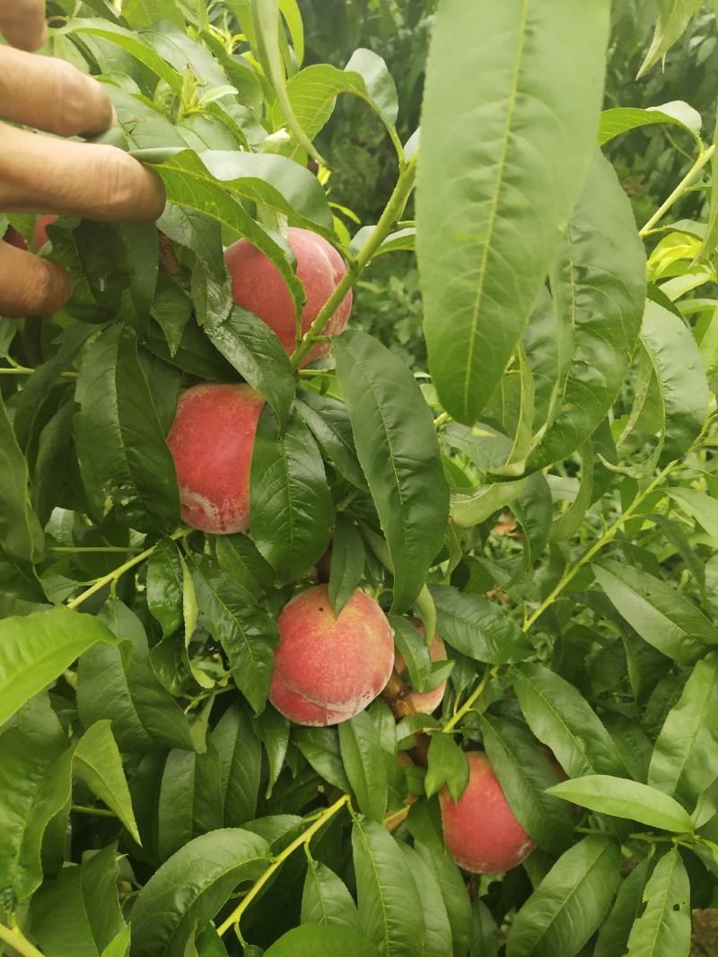 春美毛桃山西早熟春美毛桃欢迎来定购，，，，，，，，，，