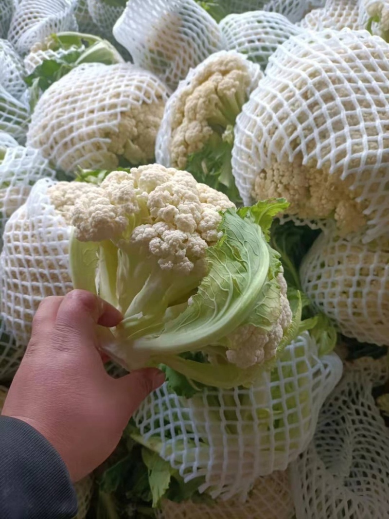 【热卖】精品花菜，本地松花菜，量大质优价格，对接批发