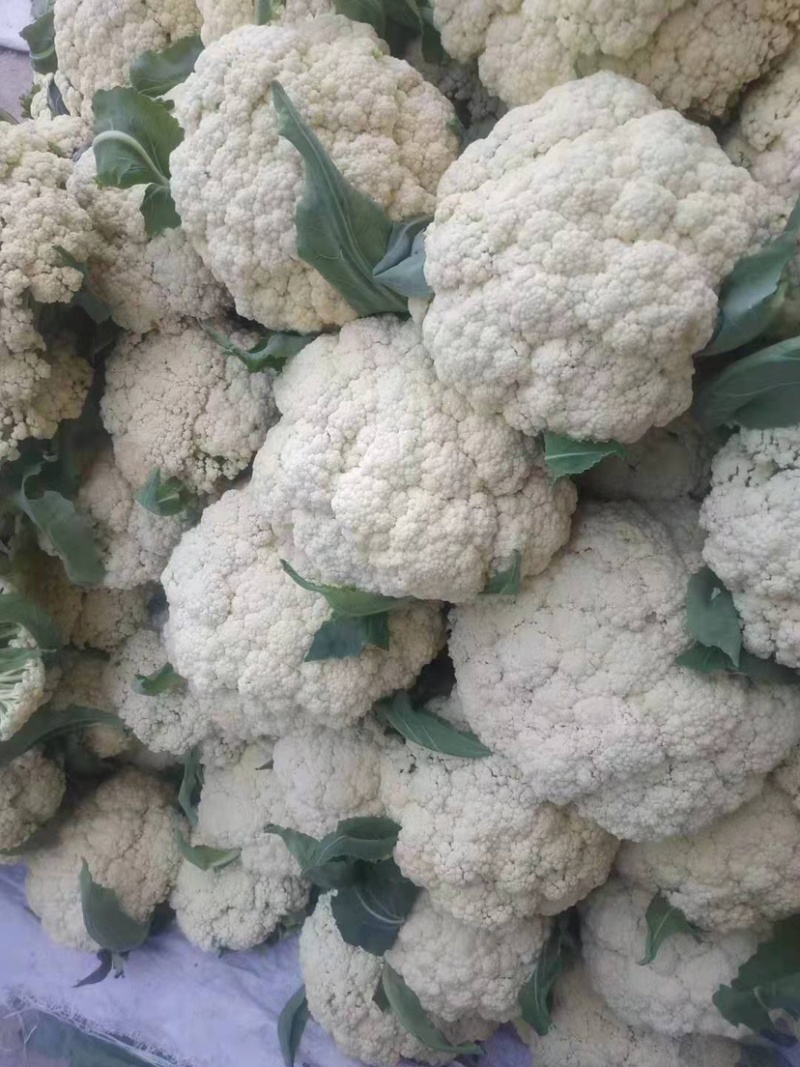 【热卖】精品花菜，本地松花菜，量大质优价格，对接批发