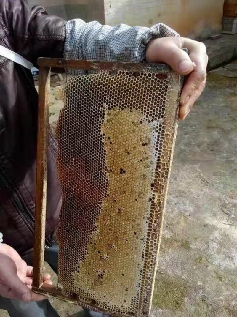 蜂蜜东江源头大自然百花蜜香港人喝水水源头