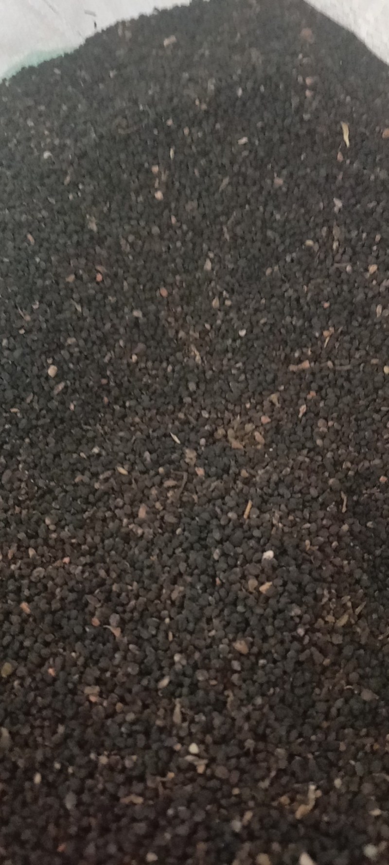 黄芩籽，黄芩种子包发芽，批发免费技术指导，成品包回收