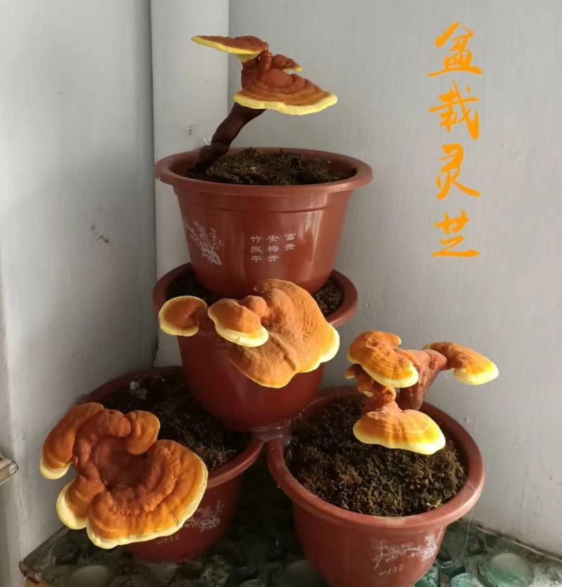 灵芝木椴，灵芝种植体验，灵芝观赏种植，来吧，自己种灵芝！