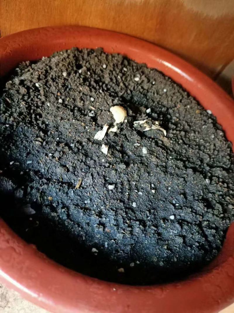 灵芝木椴，灵芝种植体验，灵芝观赏种植，来吧，自己种灵芝！