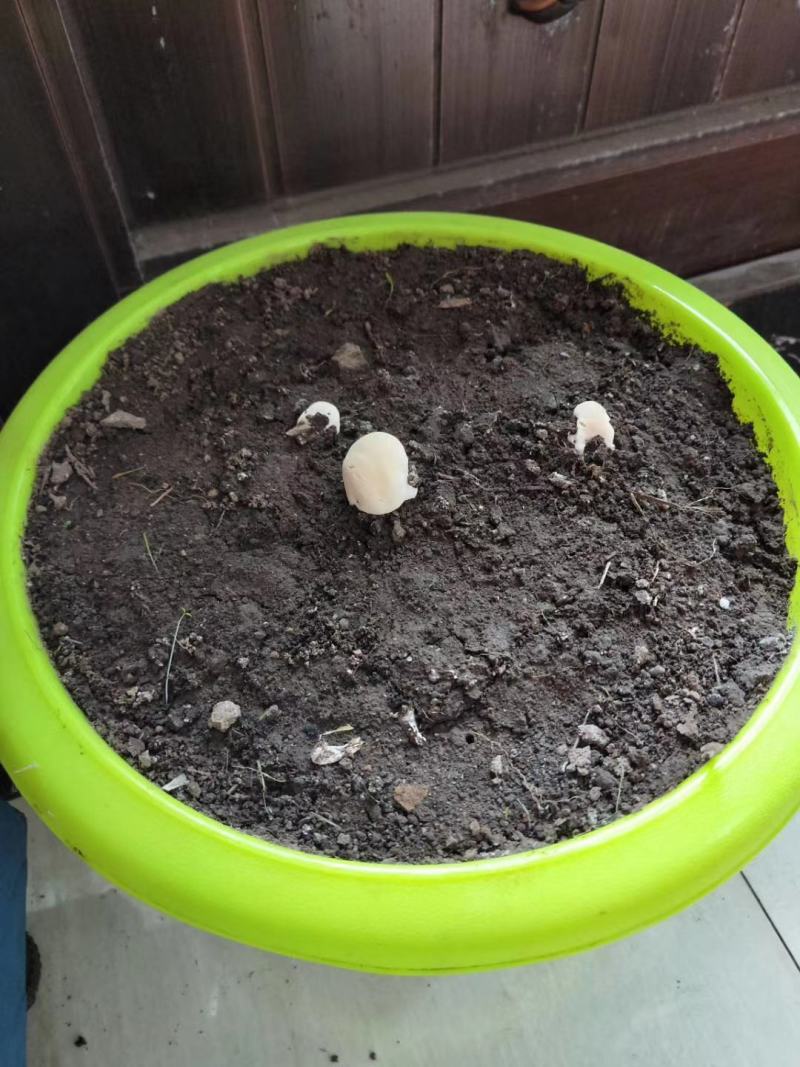 灵芝木椴，灵芝种植体验，灵芝观赏种植，来吧，自己种灵芝！
